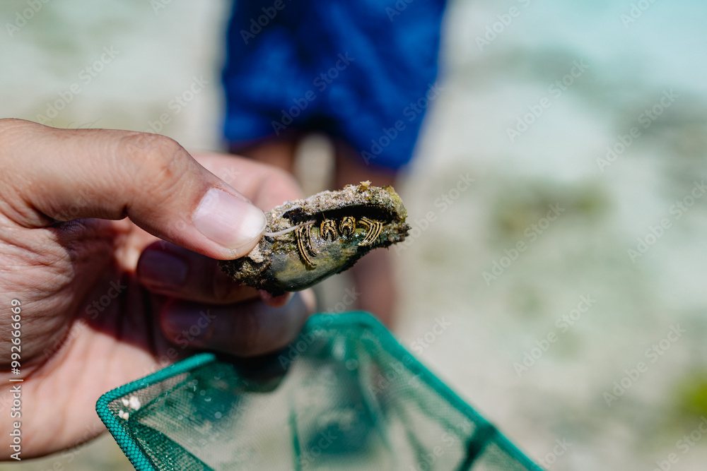 Fototapeta premium marine hermit crab in hands