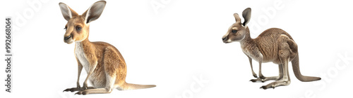 A 3D model of a baby kangaroo, highly detailed and ultra-sharp, positioned on the left side, isolated on a white background