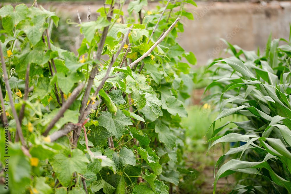 Obraz premium Cucumber vines on a rack