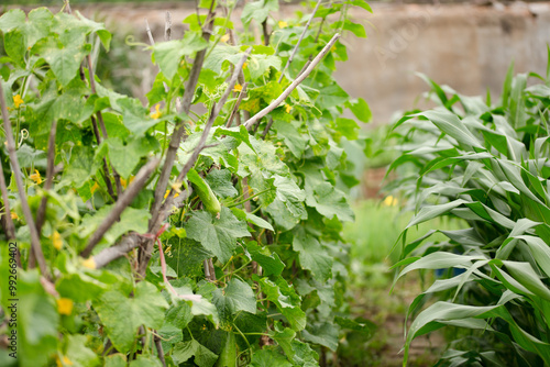 Cucumber vines on a rack