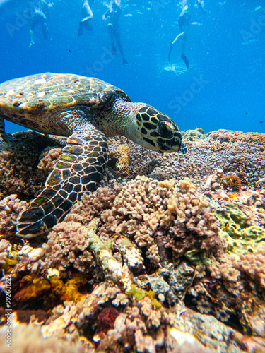 Photography Sea turtles searching for foods