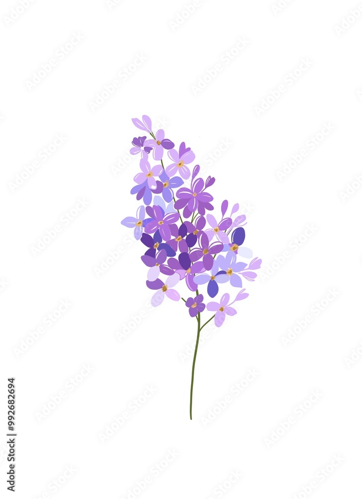 Obraz premium Violet flower isolated on white background