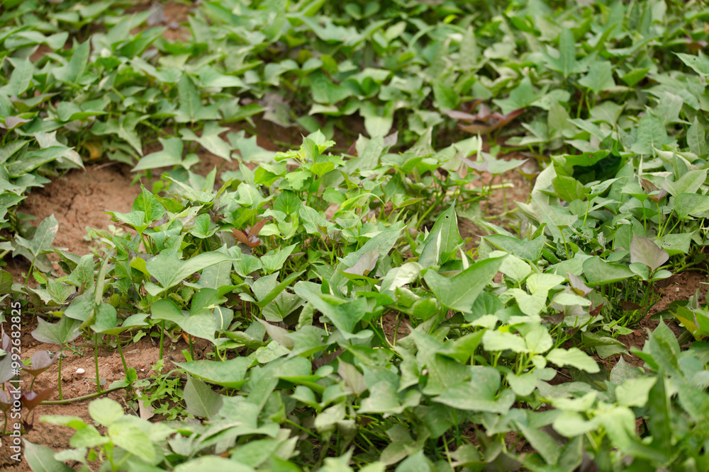 Sweet potato vines in the farmland Sweet potato vines in the farmland