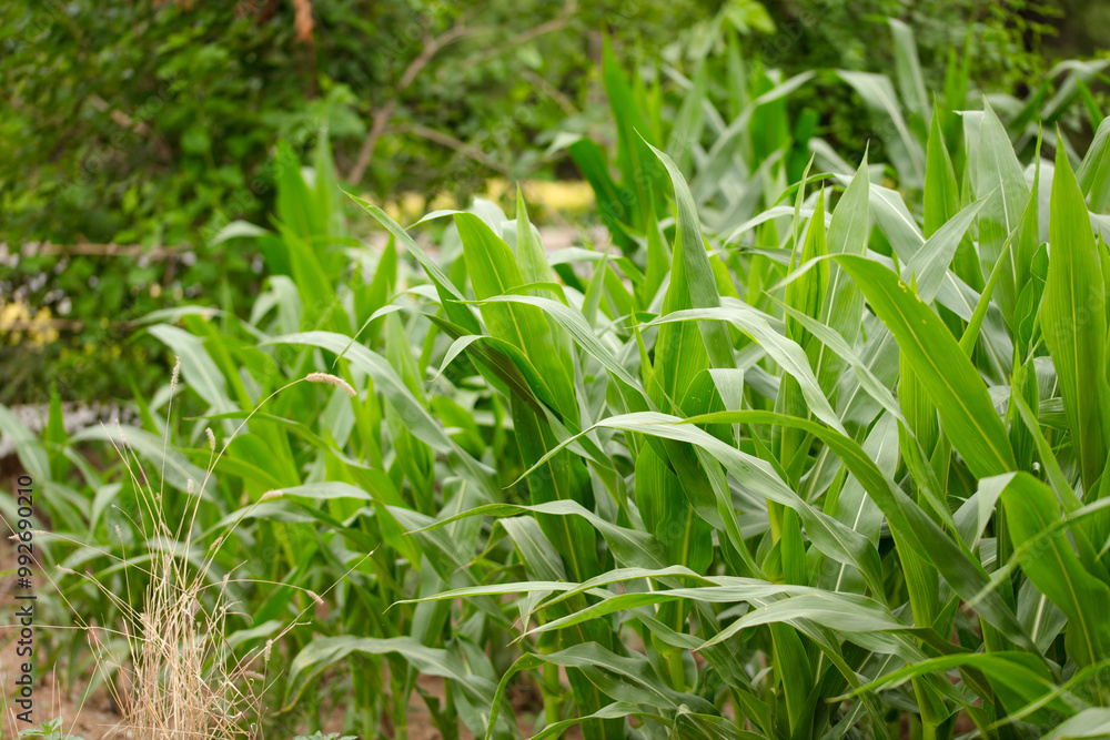 Corn seedlings growing well Corn seedlings growing well