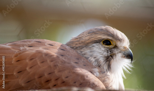 The Nankeen Kestrel is a slender falcon and is a relatively small raptor. The upper parts are mostly rufous, with some dark streaking. photo