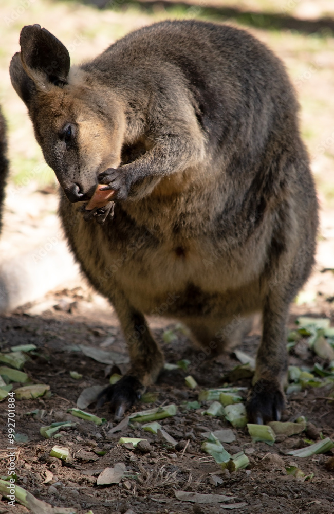 The Red Necked Wallaby Has Mostly Tawny Grey Fur, With A White Chest And Belly, And A Dark Brown Muzzle, Paws And Feet. The Red Necked Wallaby Has Mostly Tawny Grey Fur, With A White Chest And Belly, And A Dark Brown Muzzle, Paws And Feet.