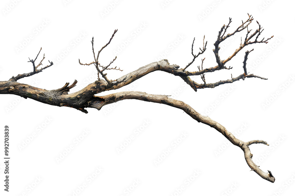 tree branch on a transparent background tree branch on a transparent background