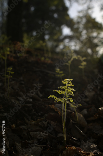 芽吹く