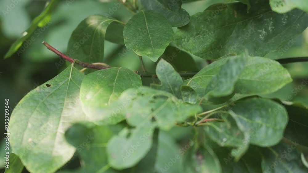Leaves of a local tree with bite marks from bugs. Leaves of a local tree with bite marks from bugs.
