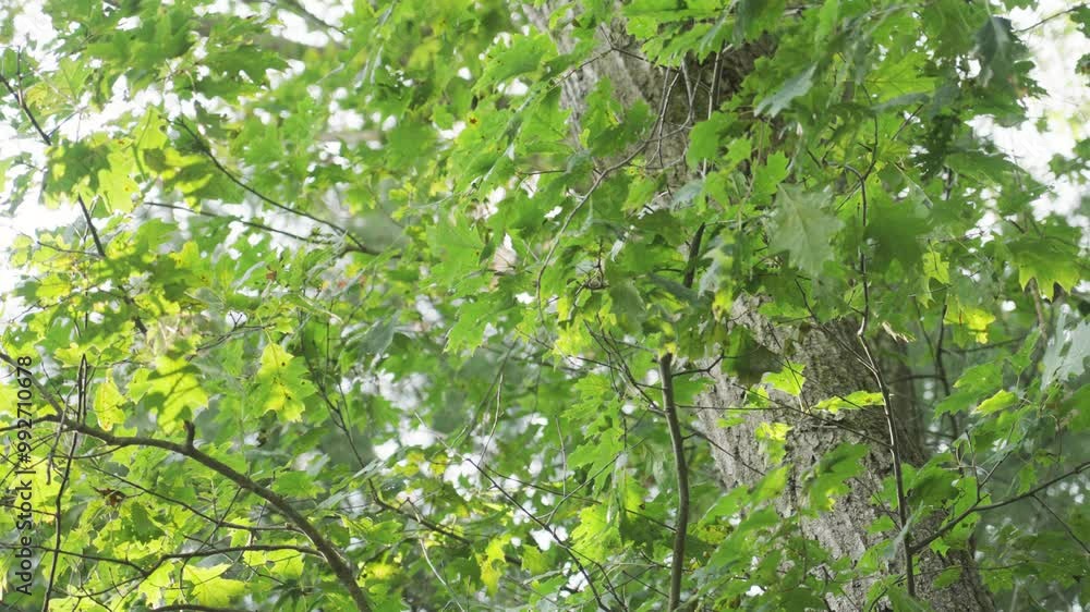 Bright oak leaves catching the sunshine on a summer day. Bright oak leaves catching the sunshine on a summer day.