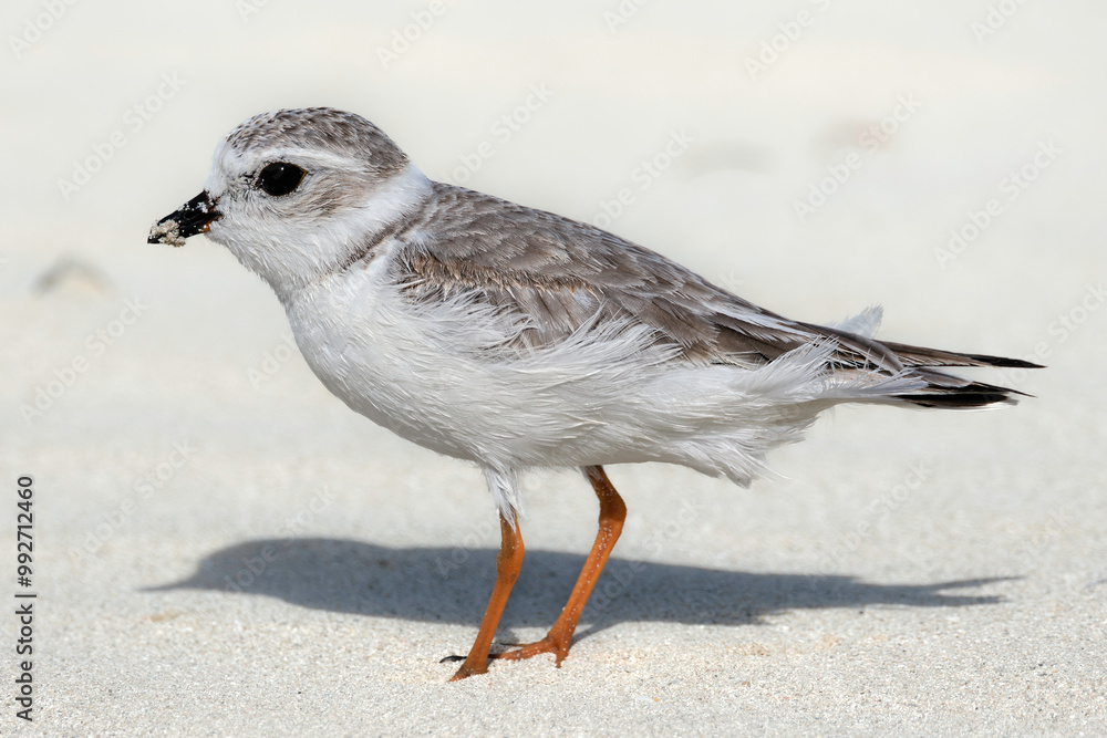 Piping plover (Charadrius melodus), nonbreeding / immature plumage. Cuba, Varadero area. Selective focus on bird's eye