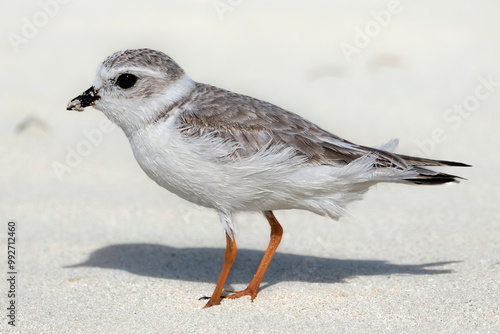 Obraz na płótnie Piping plover (Charadrius melodus), nonbreeding / immature plumage. Cuba, Varadero area. Selective focus on bird's eye w salonie