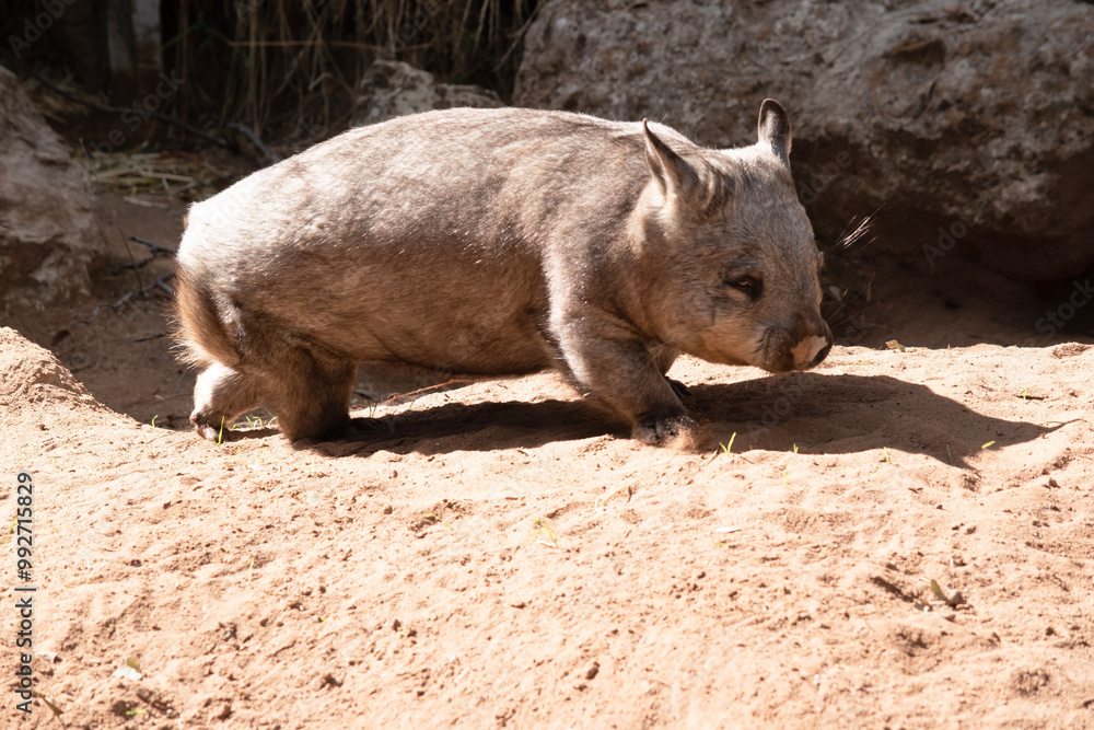 The hairy nosed wombats have softer fur, longer and more pointed ears and a broader muzzle fringed with fine whiskers then common wombats. The hairy nosed wombats have softer fur, longer and more pointed ears and a broader muzzle fringed with fine whiskers then common wombats.