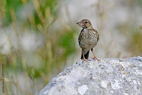 Woodlark (Lullula arborea) with grasshopper in its beak // Heidelerche mit Grashüpfer im Schnabel  photo