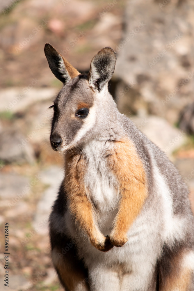 The Yellow-footed Rock-wallaby  is brightly coloured with a white cheek stripe