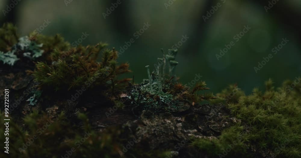A close-up of lichen thriving on moss covering a tree branch against a softly blurred green forest background, highlighting the beauty of nature's intricate details. Lichen on a branch in a forest. A close-up of lichen thriving on moss covering a tree branch against a softly blurred green forest background, highlighting the beauty of nature's intricate details. Lichen on a branch in a forest.