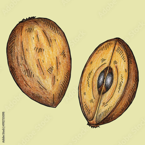 Adobe Illustrator Artwork hand drawn sapodilla fruit vector illustration design
