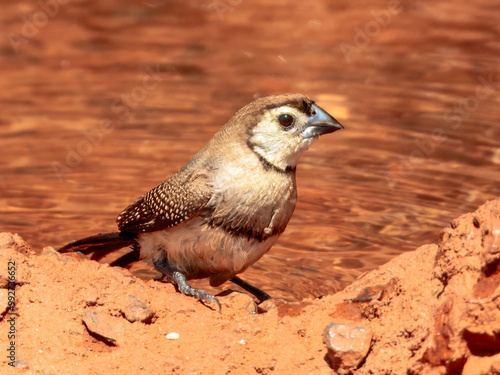 Double-barred Finch - Stizoptera bichenovii in Australia photo