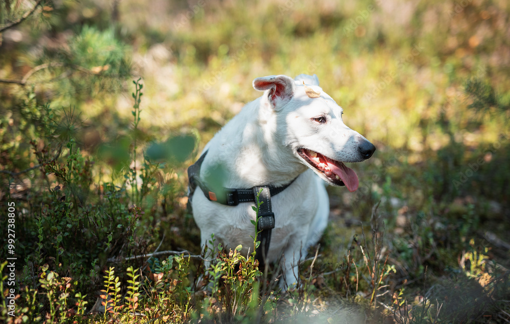 Fototapeta premium Cheerful dog resting in a sunlit forest clearing during a warm afternoon