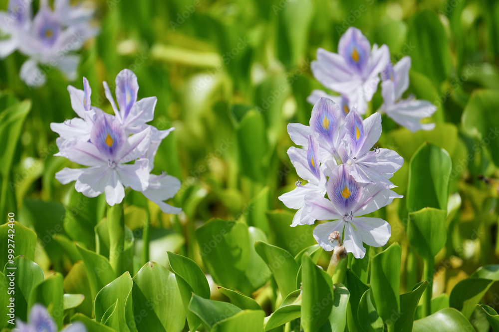 ホテイソウの清らかな美しさ