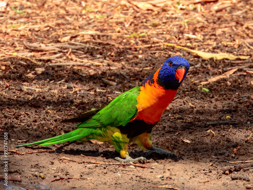 Red-collared Lorikeet - Trichoglossus rubritorquis in Australia photo