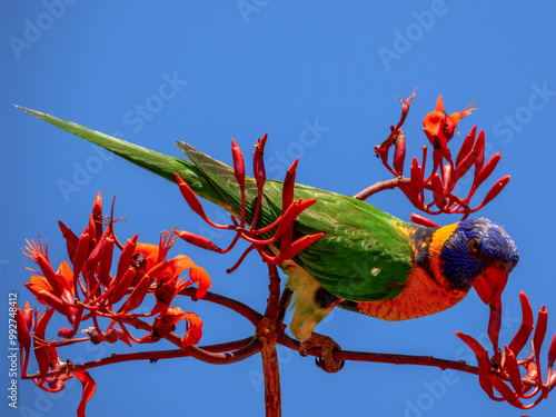 Red-collared Lorikeet - Trichoglossus rubritorquis in Australia photo