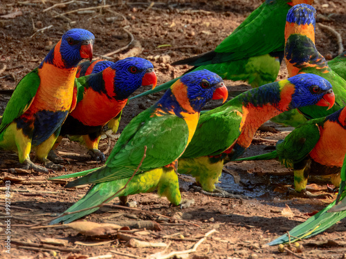 Red-collared Lorikeet - Trichoglossus rubritorquis in Australia photo