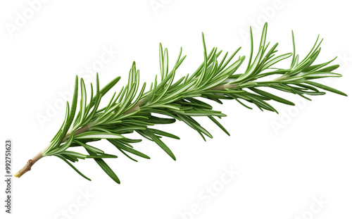 Fresh Green Rosemary Sprig With Detailed Leaves On White Background