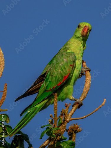 Red-winged Parrot - Aprosmictus erythropterus in Australia photo