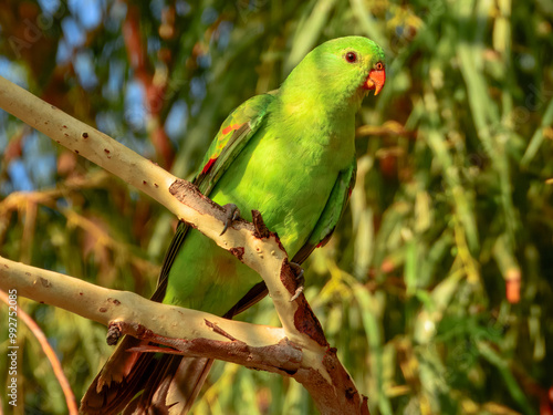 Red-winged Parrot - Aprosmictus erythropterus in Australia photo