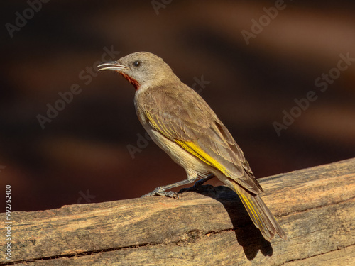 Rufous-throated Honeyeater - Conopophila rufogularis in Australia photo