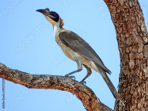 Silver-crowned Friarbird - Philemon argenticeps in Australia photo