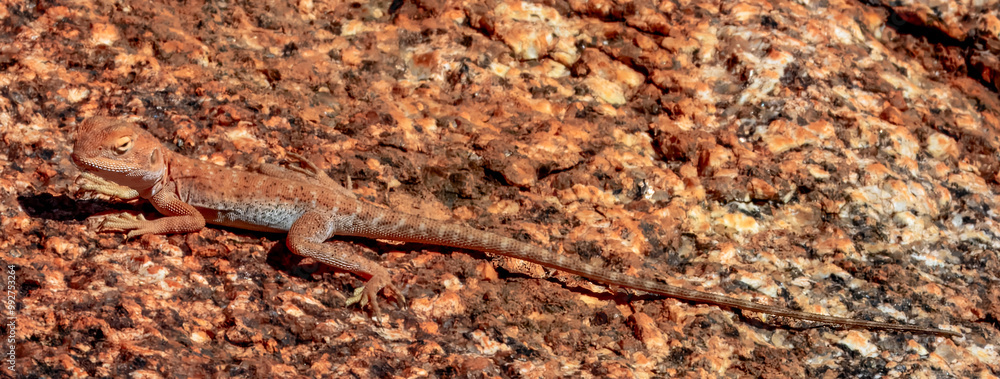 Slater's Ring-tailed Dragon (Ctenophorus slateri) in Australia Slater's Ring-tailed Dragon (Ctenophorus slateri) in Australia