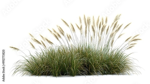 An isolated bush of blooming ornamental grass on a white background, highlighting the decorative potential of natural elements in design 