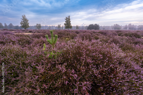 Die Göbelner Heide im Biosphärenreservat Oberlausitzer Heide- und Teichlandschaft 2 photo