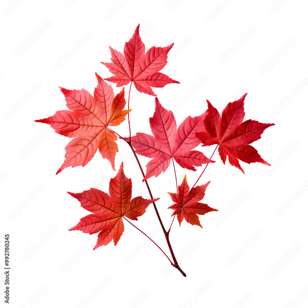 Vibrant Red Maple Leaves On Branch Isolated Against White Background Vibrant Red Maple Leaves On Branch Isolated Against White Background