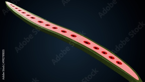 cylindrical cells that are part of the xylem tissue. 3d illustration photo