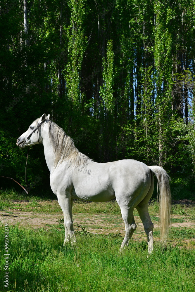 white horse in the field white horse in the field