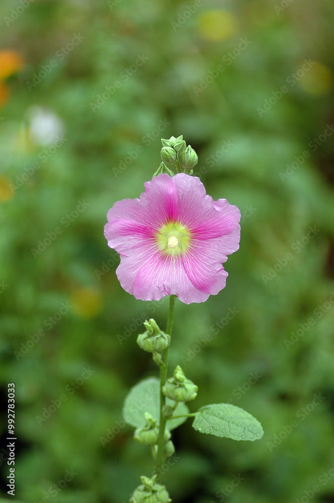 pink and white flower, rose mallow flower pink and white flower, rose mallow flower
