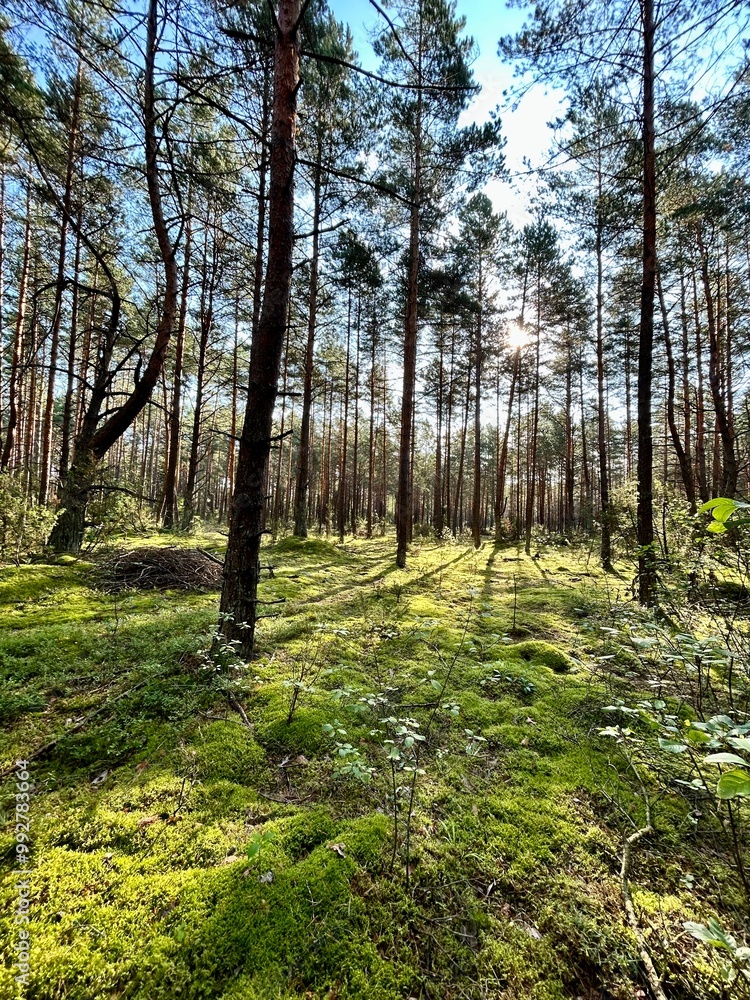 forest landscape on a sunny day forest landscape on a sunny day