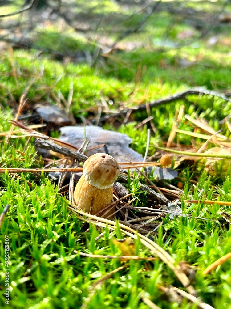 Golden boletus - a rare noble mushroom Golden boletus - a rare noble mushroom