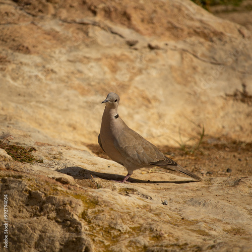 Eurasian Collared Dove also known as turtledove photo