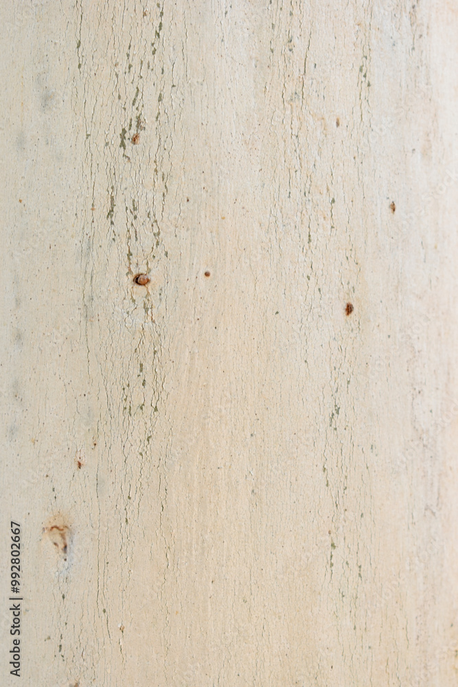 Eucalyptus tree bark texture, Bark of eucalyptus tree, seamless texture, a eucalyptus tree bark texture background image Eucalyptus tree bark texture, Bark of eucalyptus tree, seamless texture, a eucalyptus tree bark texture background image