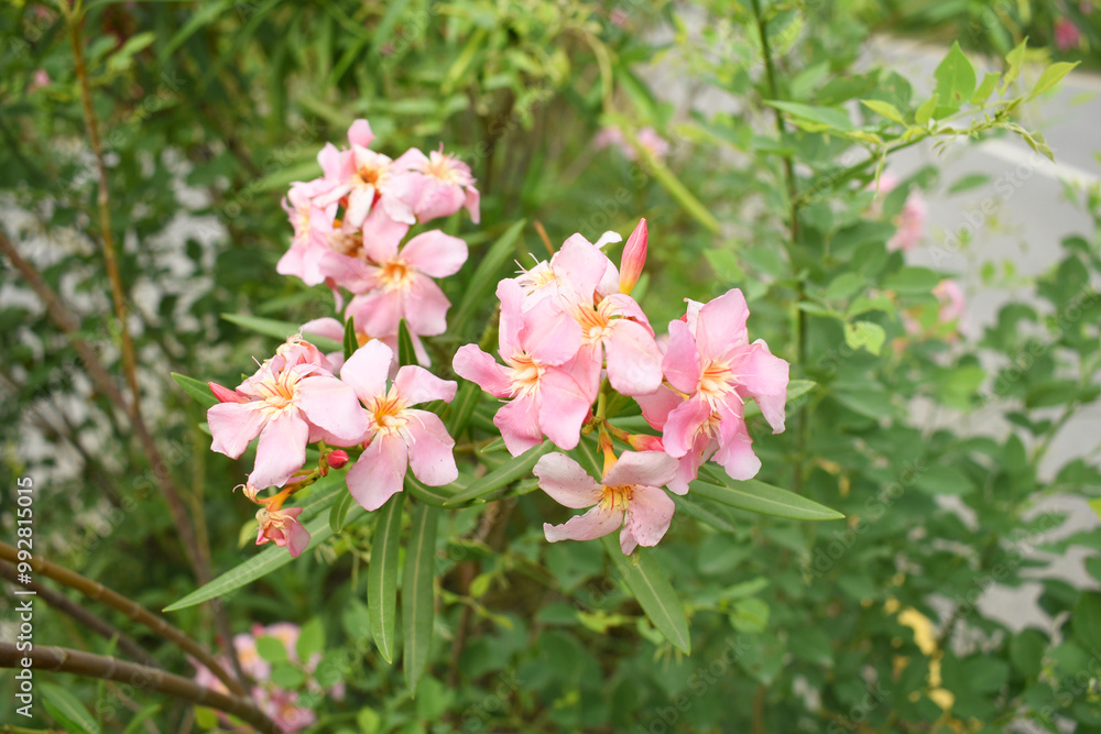 Nerium oleander in bloom, Pink siplicity bunch of flowers and green leaves on branches, Nerium Oleander shrub Pink flowers, ornamental shrub branches in daylight, bunch of flowers closeup Nerium oleander in bloom, Pink siplicity bunch of flowers and green leaves on branches, Nerium Oleander shrub Pink flowers, ornamental shrub branches in daylight, bunch of flowers closeup