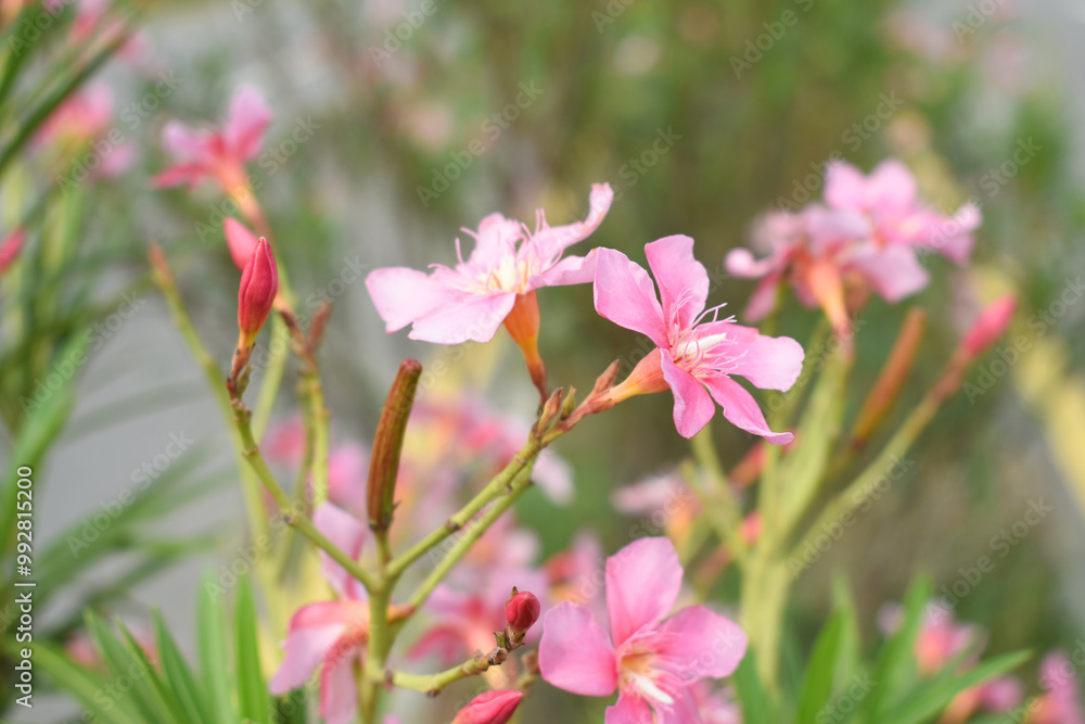 Nerium oleander in bloom, Pink siplicity bunch of flowers and green leaves on branches, Nerium Oleander shrub Pink flowers, ornamental shrub branches in daylight, bunch of flowers closeup Nerium oleander in bloom, Pink siplicity bunch of flowers and green leaves on branches, Nerium Oleander shrub Pink flowers, ornamental shrub branches in daylight, bunch of flowers closeup