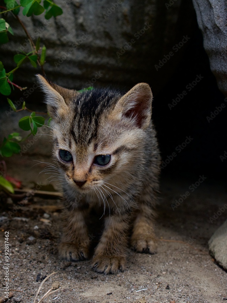 Domestic cat walks on the ground Domestic cat walks on the ground