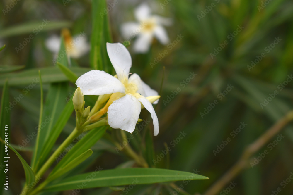 Fototapeta premium Nerium oleander in bloom, White siplicity bunch of flowers and green leaves on branches, Nerium Oleander shrub white flowers, ornamental shrub branches in daylight, bunch of flowers closeup