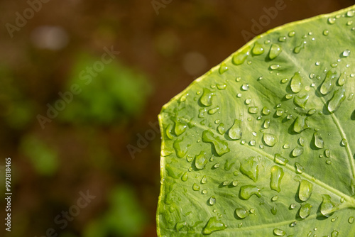 close-up photo, taro leaves with the effect of the taro leaves still being wet with fresh morning dew. Natural and plant theme background concept photo