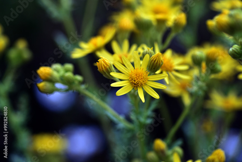 Yellow flowers of Jacobaea vulgaris or Senecio jacobaea photo