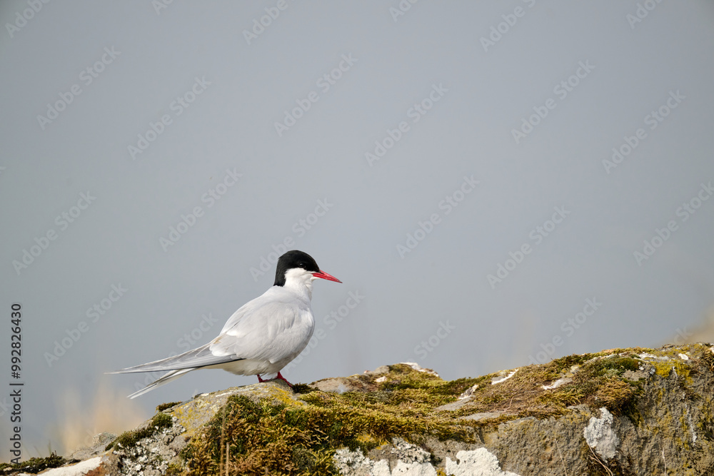Bird sitting on moss covered rock under clear sky Bird sitting on moss covered rock under clear sky